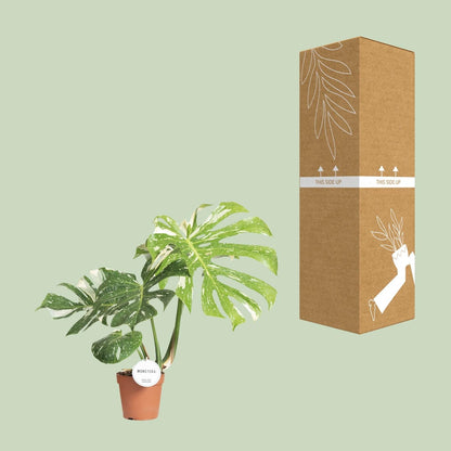 Fensterblatt – Monstera Thai Constellation – Zimmerpflanze – Ø15cm – ↕40–50cm – Seltene Panaschierung & dekorative Blattform – Pflegeleicht & luftreinigend 