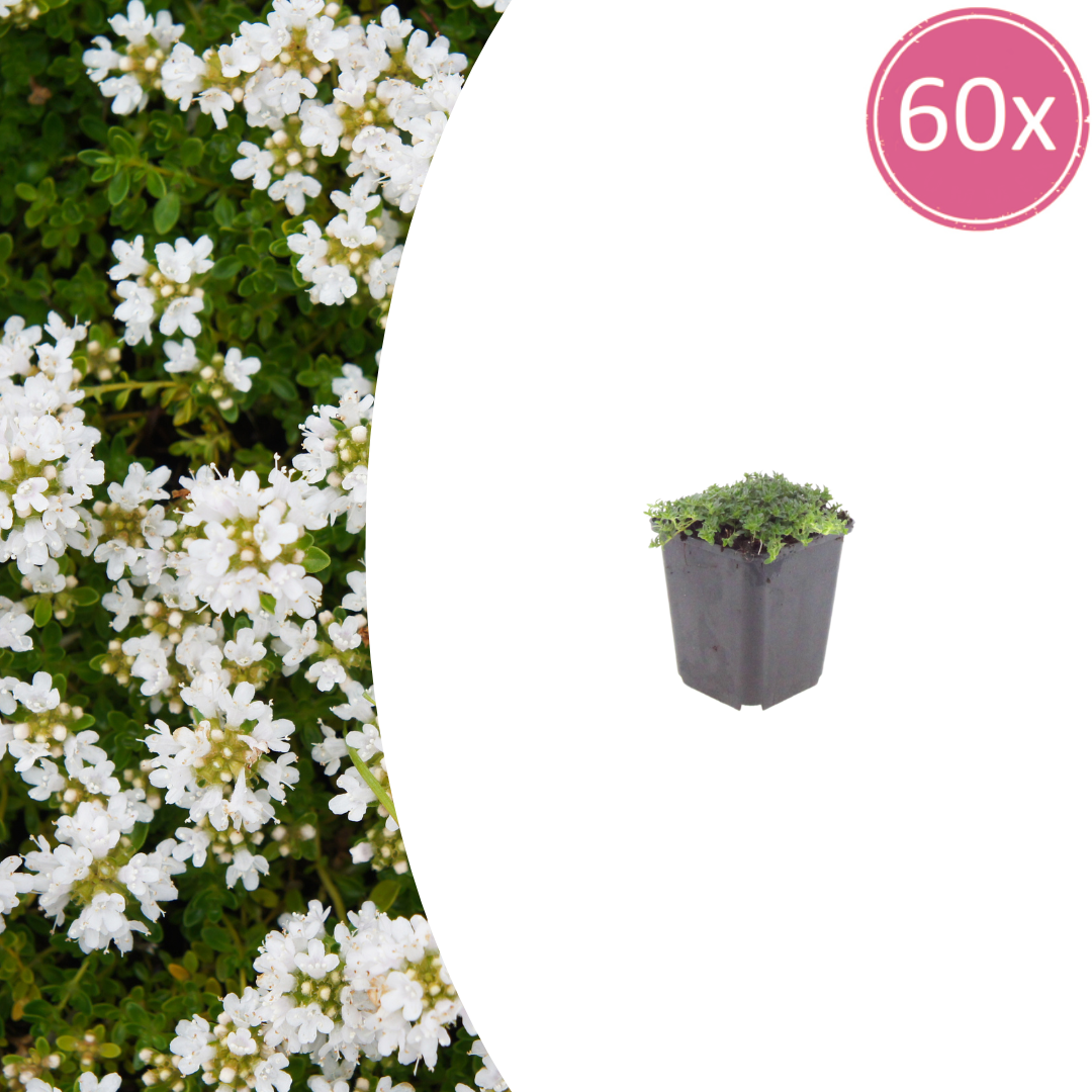 Thymian Thymus praecox Albiflorus Bodendecker – 60 Pflanzen – Ø9cm – Höhe 10-25cm – Weiß blühender Polsterthymian – Winterhart – Für Steingarten, Beet & Trittflächen - Oasis of Life