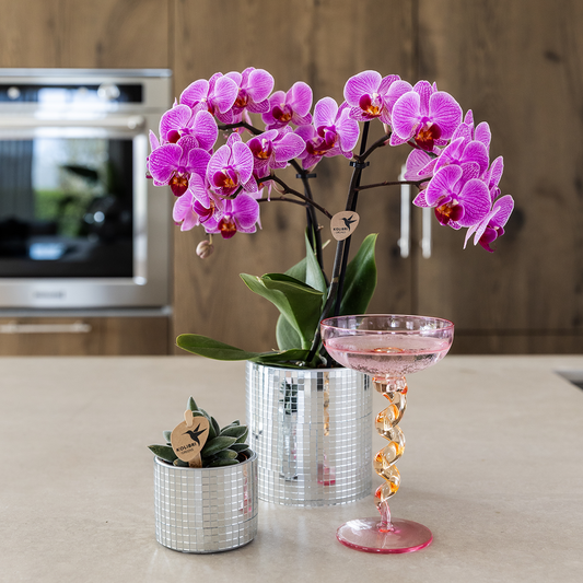 Kolibri Orchids | Violette Vienna Orchidee + Disco Übertopf – Topfgröße Ø9cm | blühende Zimmerpflanze – frisch vom Züchter 