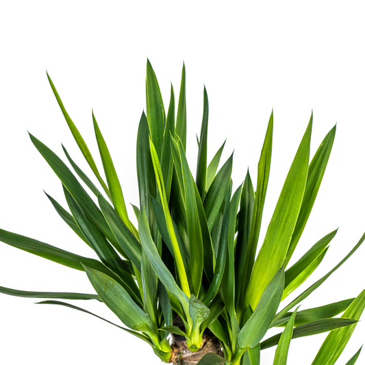 Riesen-Palmlilie - Yucca Elephantipes - Zimmerpflanze - Ø21cm - ↕90 - 110cm
