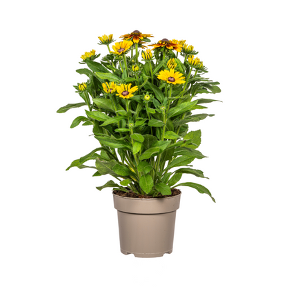 Rudbeckia Summerina – Ø19 cm – Höhe 45–60 cm – Bunte Sonnenhut Staude mit gelb-orangenen Blüten – Winterhart – Sonnenliebende Gartenpflanze 