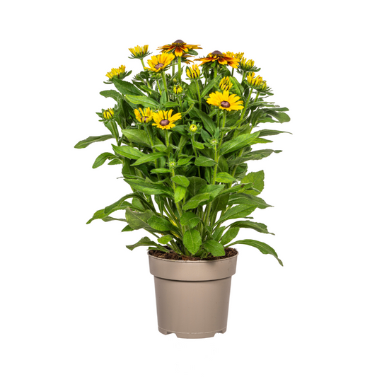 Rudbeckia Summerina – Ø19 cm – Höhe 45–60 cm – Bunte Sonnenhut Staude mit gelb-orangenen Blüten – Winterhart – Sonnenliebende Gartenpflanze 