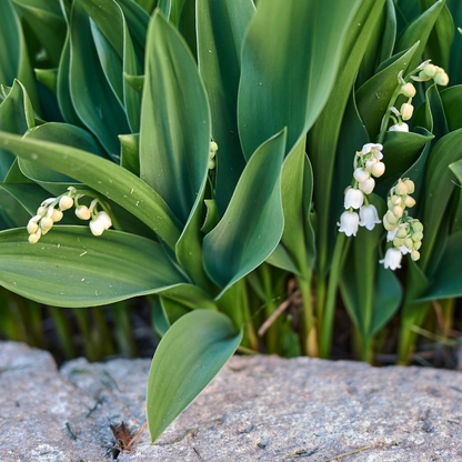 Maiglöckchen Convallaria majalis – 48 Pflanzen – 10-25cm – Ø9cm – Duftende Schattenstaude mit weißen Blüten – Winterharter Bodendecker für Garten & Gehölzrand