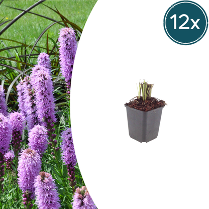 Liatris spicata – 12 Pflanzen – Ø9cm – Höhe 10-25cm – Winterharte Staude – Violettrosa Blütenähren – Bienen- & Schmetterlingsfreundlich für Beet & Präriegarten