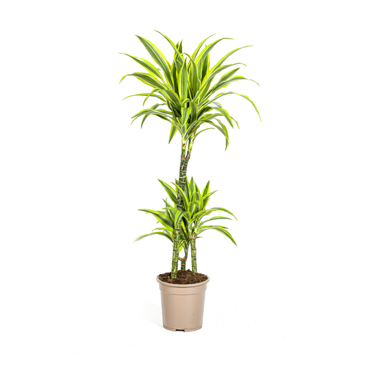Drachenbaum - Dracaena Deremensis Lemon Lime - Zimmerpflanze - Ø21cm - ↕90 - 110cm
