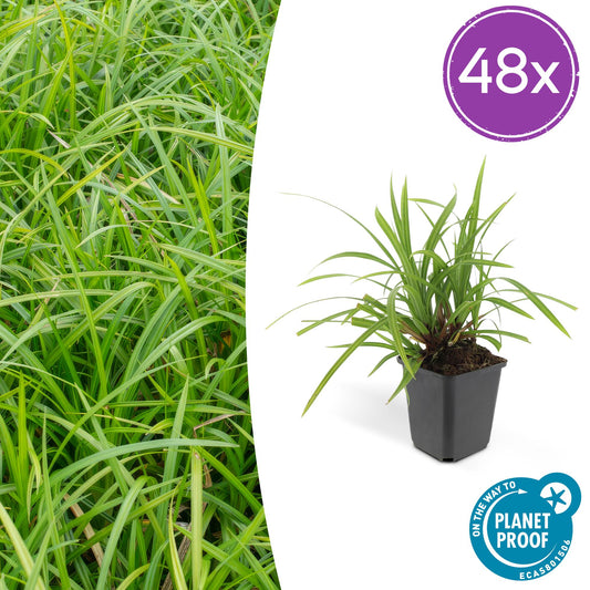 Carex morrowii 'Irish Green' – 48 Pflanzen – ↕10-25cm – Ø9cm – Immergrüner Bodendecker – Pflegeleicht & winterhart