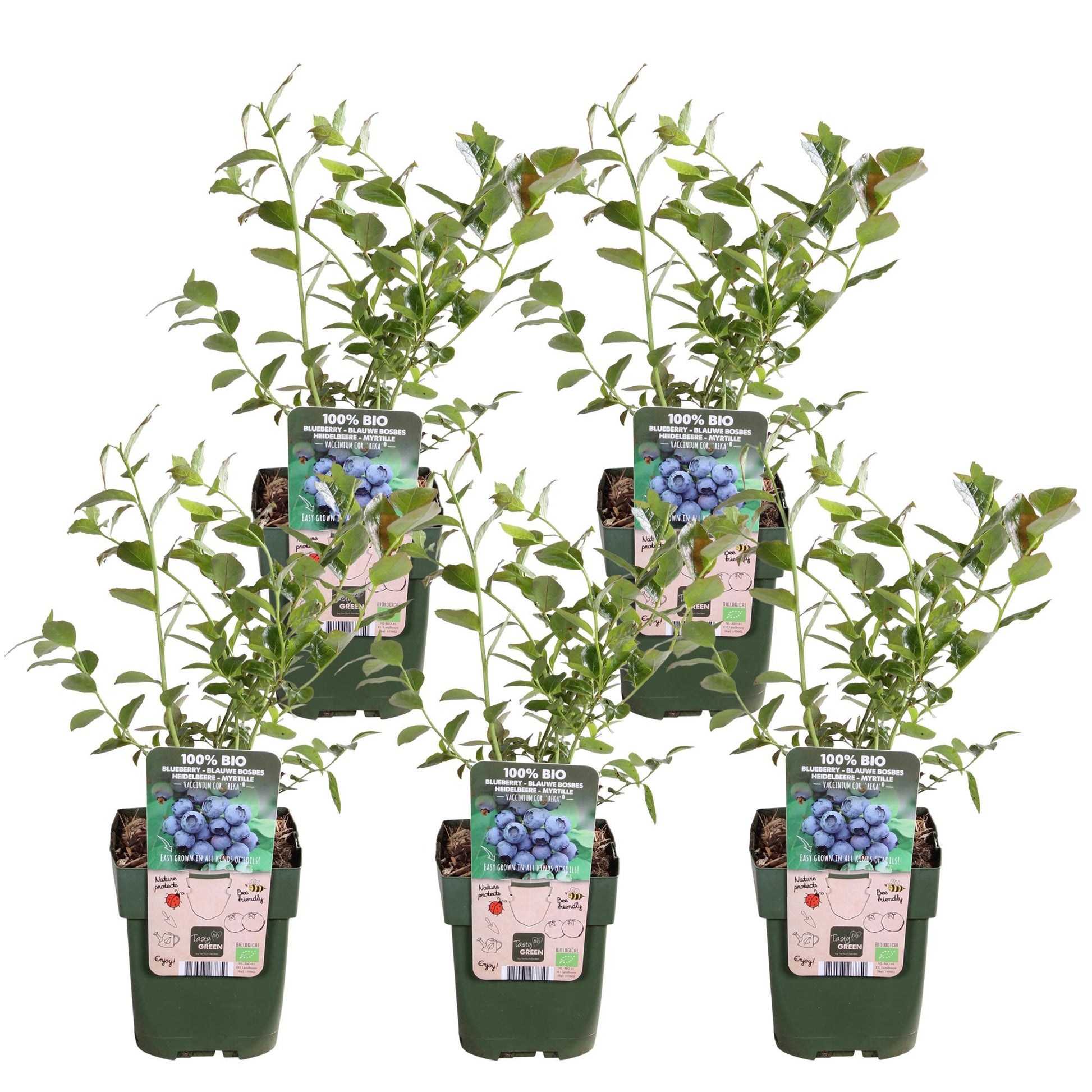 Blaubeere – 5 Pflanzen - Vaccinium corymbosum Reka – Ø13cm – ↨45cm – Bio Obstpflanzen – Große süße Früchte – Selbstfruchtbar & pflegeleicht 
