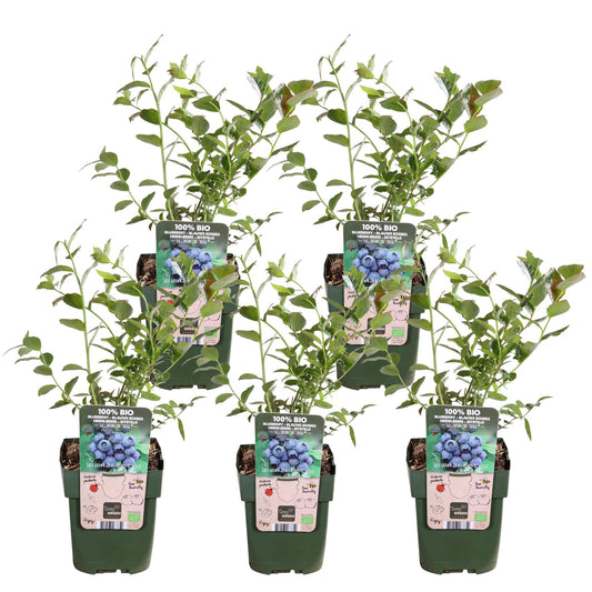 Blaubeere – 5 Pflanzen - Vaccinium corymbosum Reka – Ø13cm – ↨45cm – Bio Obstpflanzen – Große süße Früchte – Selbstfruchtbar & pflegeleicht 