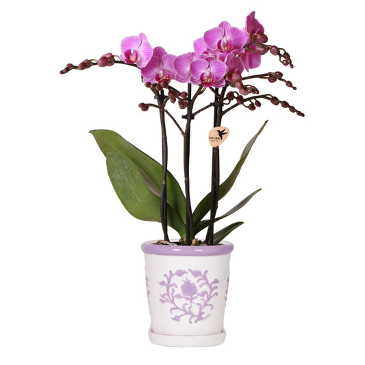 Orchidee Vienna Lila im Malaga Ziertopf Lila – Ø9cm – Zimmerpflanze mit 2-3 kräftigen Zweigen – Blühende Indoor-Orchidee – Geschenkidee & Wohnaccessoire 