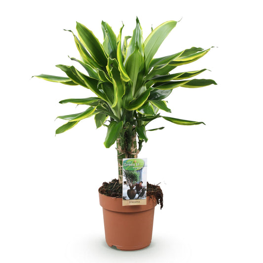 Green boutiQ - Zimmerpflanzen - Dracaena fragrans Golden Coast - Drachenblutbaum - Wenig Pflege - Bunt - 1 Pflanze - Topf 17cm - Höhe 50-55cm 