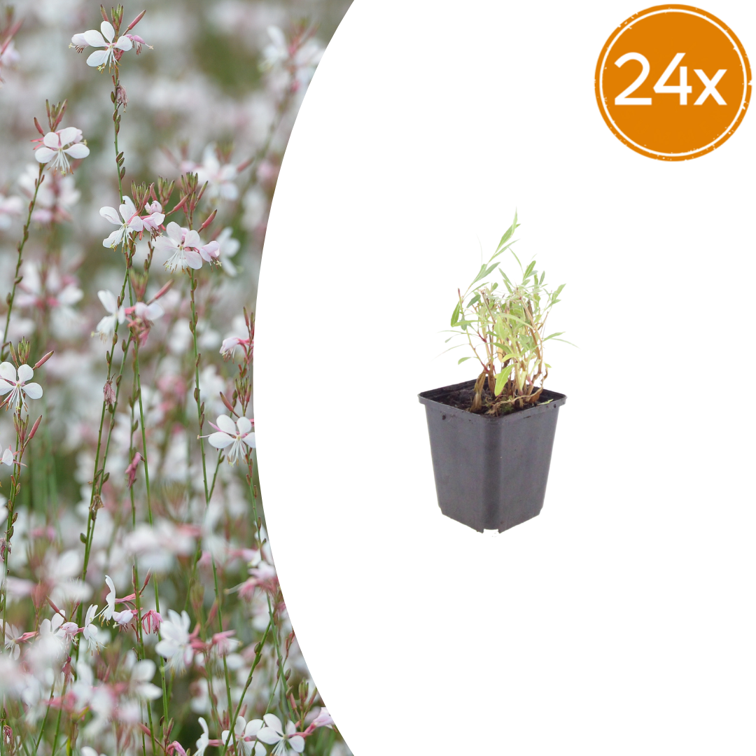 Gaura lindheimeri Prachtkerze – 24 Pflanzen – Ø9cm – Höhe 10-25cm – Sommerblühende Staude – Weiße Rosa Blüten – Für Beet, Präriegarten & Flächenpflanzung