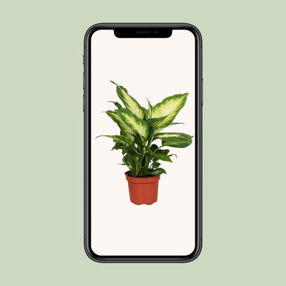 Dieffenbachie - Dieffenbachia Camilla - Zimmerpflanze - Ø12cm - ↕35cm