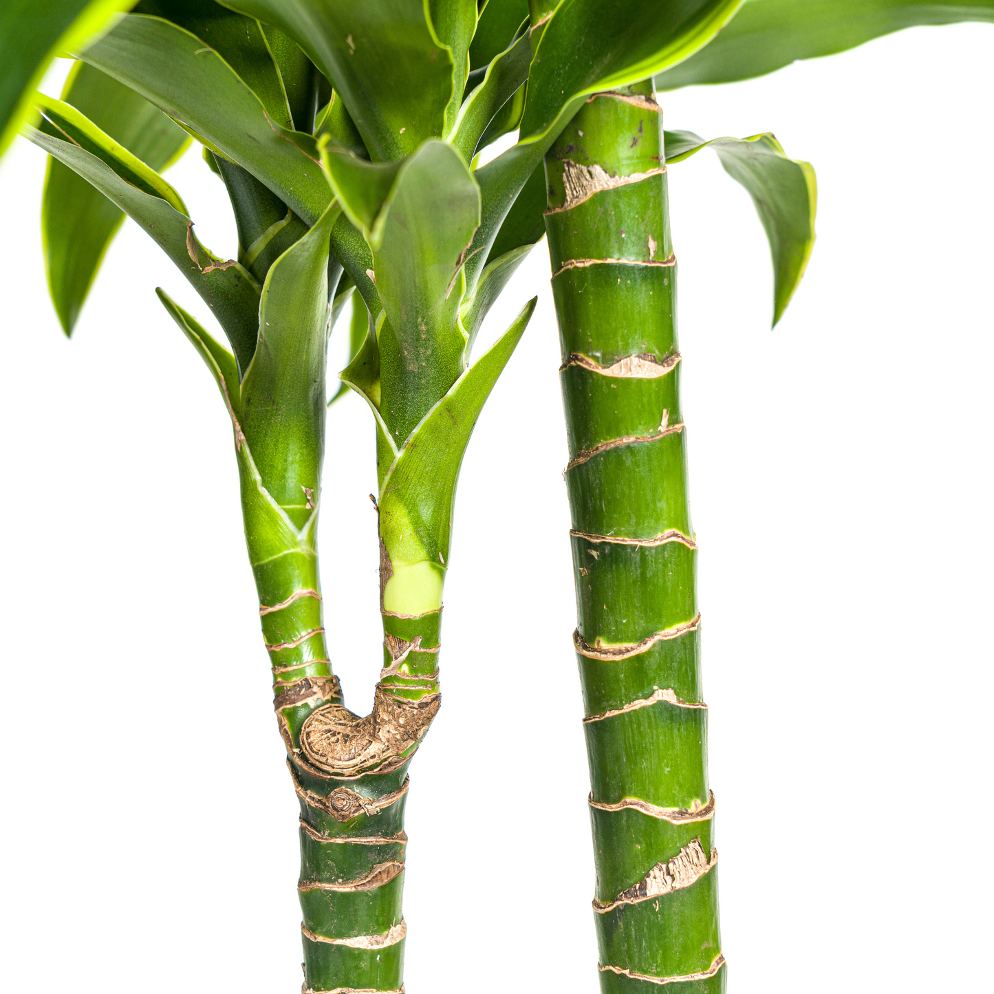 Dracaena Deremensis Dorado mit Korb Ø24cm - ↕120 - 140cm 