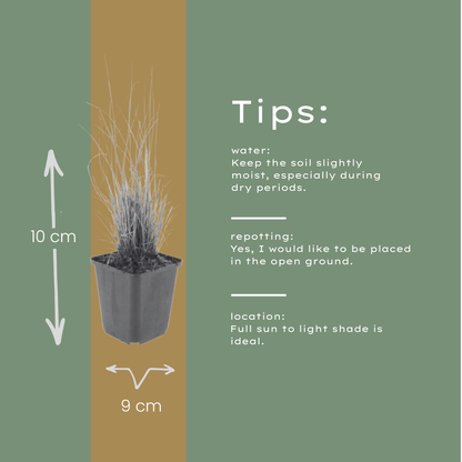 Diamantgras Calamagrostis brachytricha – 60 Pflanzen – Ziergras mit rosa Blütenrispen – 10-25cm – Ø9cm – Winterhart – Für Beet & Präriegarten