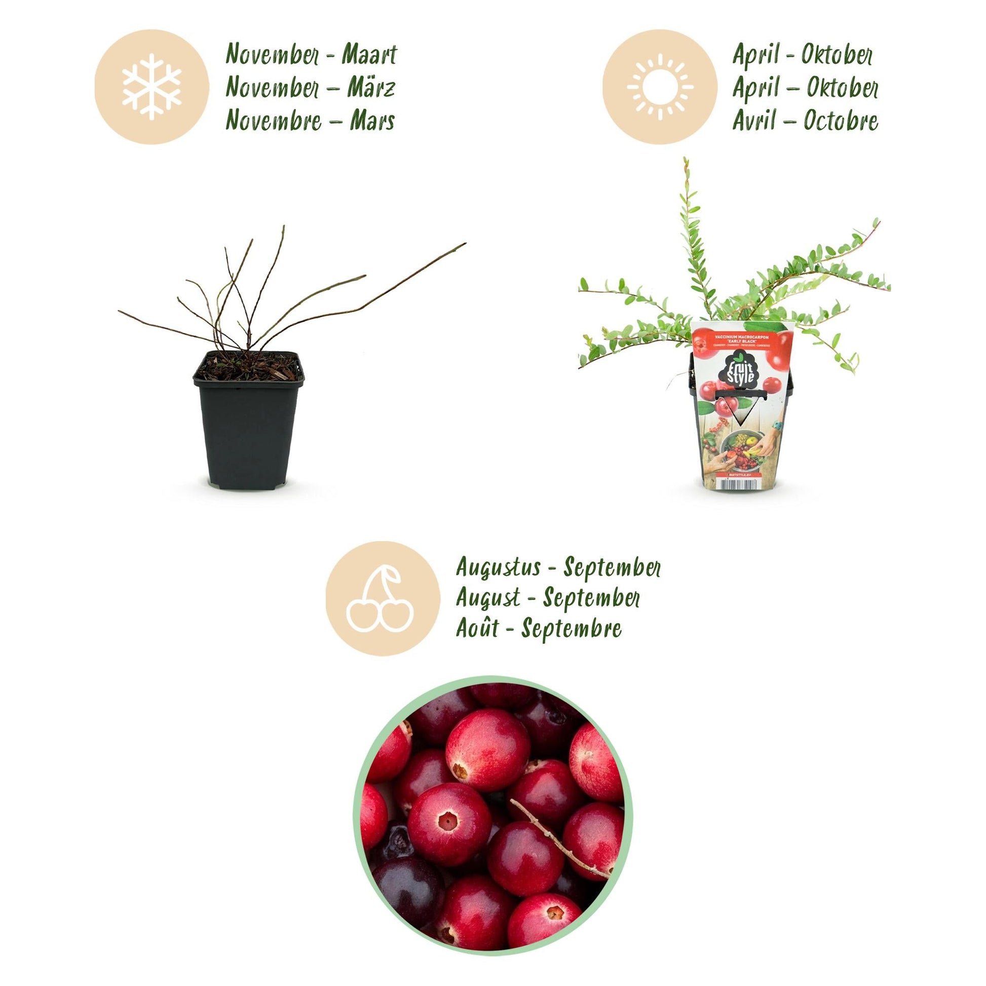 GreenboutiQ - Obstpflanzen - Blaubeere - Vaccinium macrophylla Early Black - Winterhart - 3 Pflanzen - Topf 9 cm - Dunkelrote Beere 