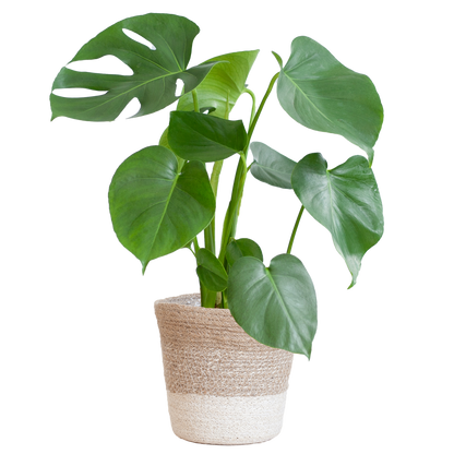 Monstera Deliciosa mit Lissabon Korb Weiß – Zimmerpflanze ca. 50cm – Ø17cm – Schweizer Käsepflanze mit großen Blättern – Nachhaltiger Pflanzenkorb aus Jute 
