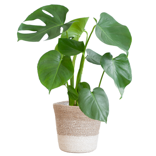 Monstera Deliciosa mit Lissabon Korb Weiß – Zimmerpflanze ca. 50cm – Ø17cm – Schweizer Käsepflanze mit großen Blättern – Nachhaltiger Pflanzenkorb aus Jute 