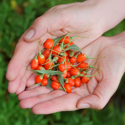 GreenboutiQ - Obstpflanzen - Goji-Beere - Lycium Barbarum - Winterhart - 6 Pflanzen - Topf 9 cm - Orange - Rote Frucht 