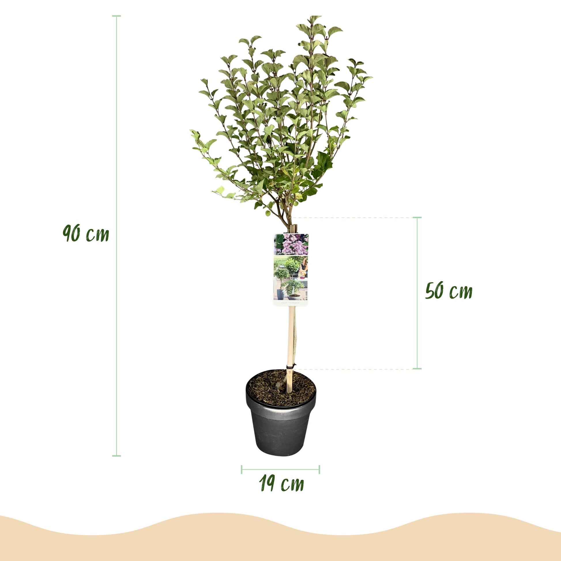 GreenboutiQ - Stamm-Pflanze - Syringa meyeri Palibin - Terrassenpflanze - Laubabwerfend - Winterhart - Lila Blüte - Topf 19cm Höhe 90cm 