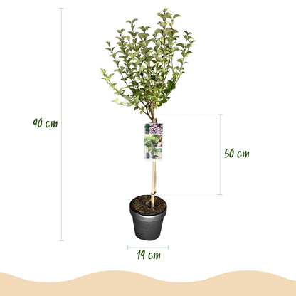 GreenboutiQ - Stamm-Pflanze - Syringa meyeri Palibin - Terrassenpflanze - Laubabwerfend - Winterhart - Lila Blüte - Topf 19cm Höhe 90cm 