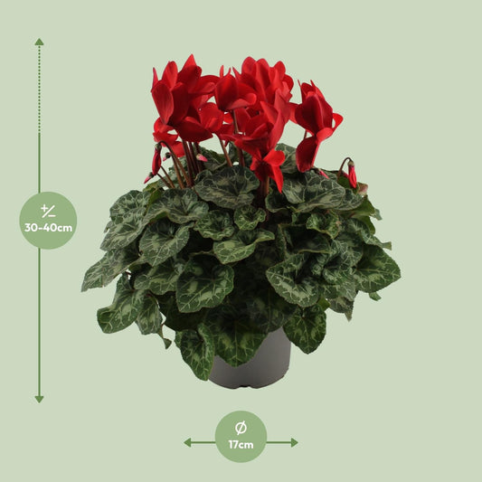 Alpenveilchen Rot – Cyclamen Pflanze – Ø17cm – ↕40cm – Blühende Zimmerpflanze mit dekorativen herzförmigen Blättern – Farbakzent für Wohnzimmer & Büro 