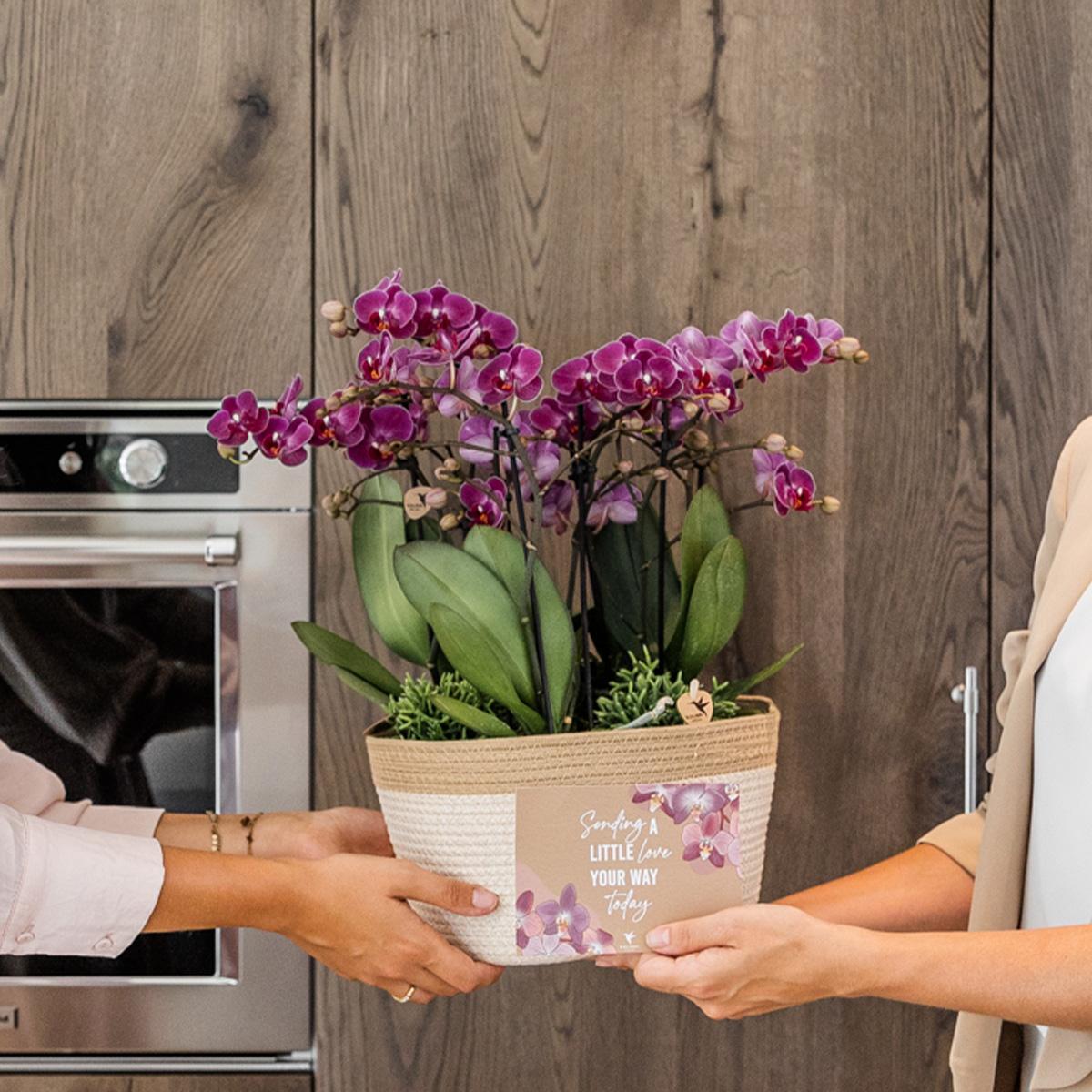 Kolibri Orchids | lila Pflanzenset im Baumwollkorb inkl. Wassertank | drei lila Orchideen Morelia 9cm und drei Grünpflanzen | Dschungelstrauß lila mit autarkem Wassertank 