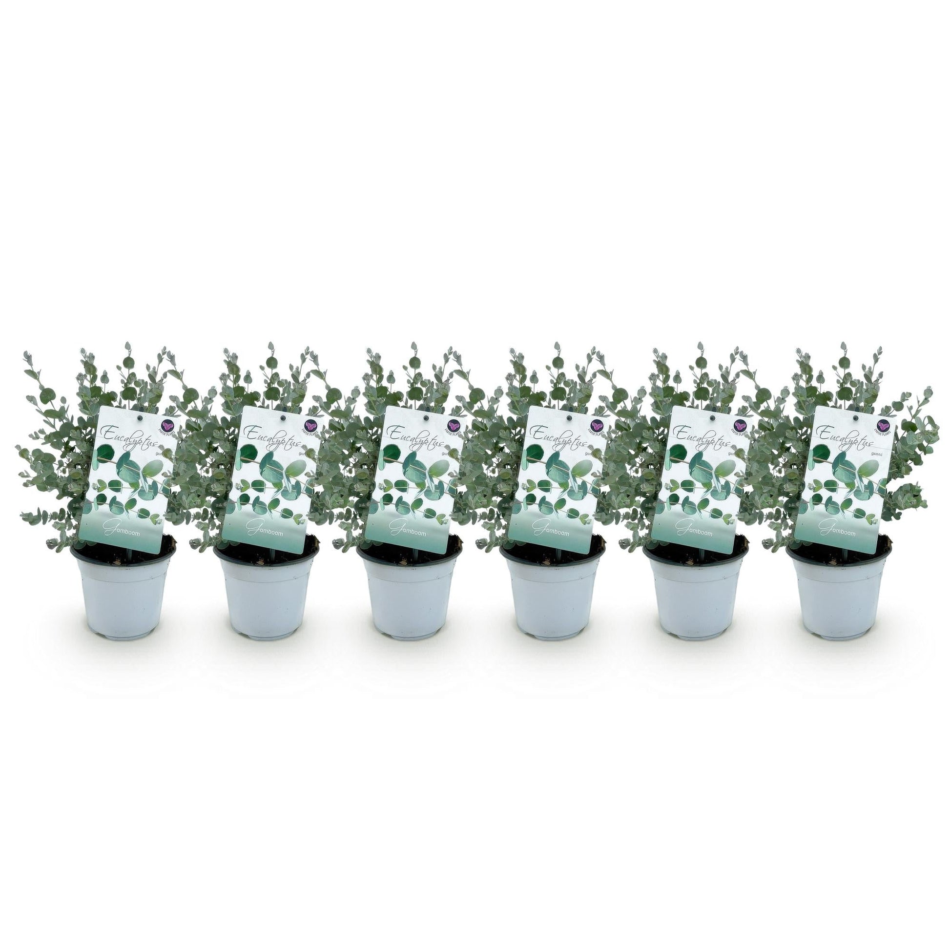 Eukalyptusbaum Eucalyptus gunnii – 6 Pflanzen – Winterhart – Terrassenpflanze – Topf Ø14 cm, Höhe 30 cm – Blaugrüne Blätter mit herrlichem Duft 