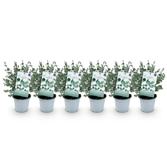 Eukalyptusbaum Eucalyptus gunnii – 6 Pflanzen – Winterhart – Terrassenpflanze – Topf Ø14 cm, Höhe 30 cm – Blaugrüne Blätter mit herrlichem Duft 