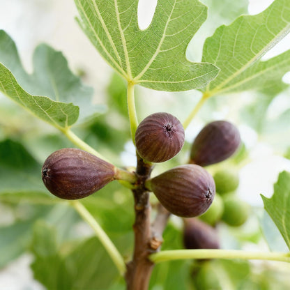 GreenboutiQ - Stamm Pflanze - Ficus carica Little Miss Figgy - Terrassen Pflanze - Laubabwerfend - Winterhart - Grüne Frucht - Topf 19cm Höhe 90cm 