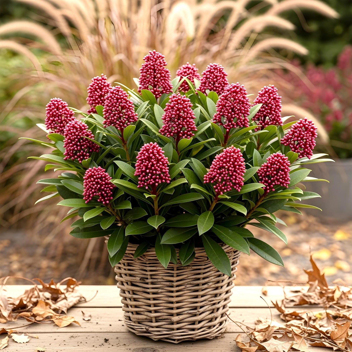GreenboutiQ - Terrassenpflanze - Skimmia japonica Rubella - Blüte Rot - 40+ Blüten - 2 Pflanzen - Winterhart - Topf 19cm Höhe 60cm 
