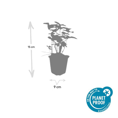 Fragaria vesca – 48 Pflanzen – ↕10-25cm – Ø9cm – Wald-Erdbeere – Bodendecker – Süße Früchte – Pflegeleicht – Beete & Steingärten