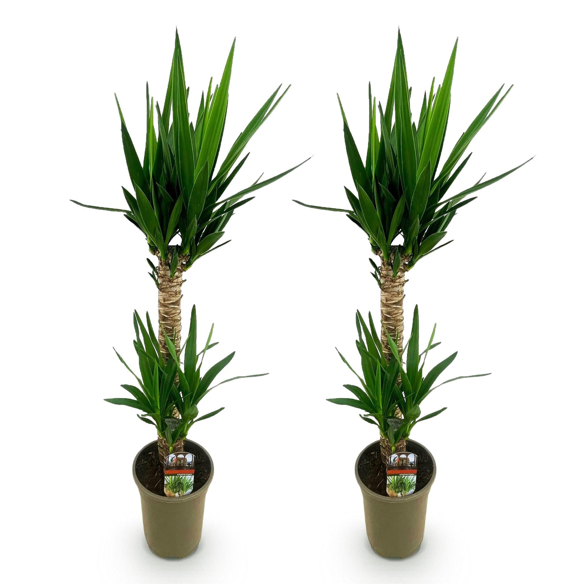 Yucca Elephantipes – 120cm – ø19cm – Pflegeleichte Palmlilie mit schmalen Blättern – Robuste Zimmerpflanze für helle & halbschattige Räume – Elegante Grünpflanze für Wohnzimmer & Büro 