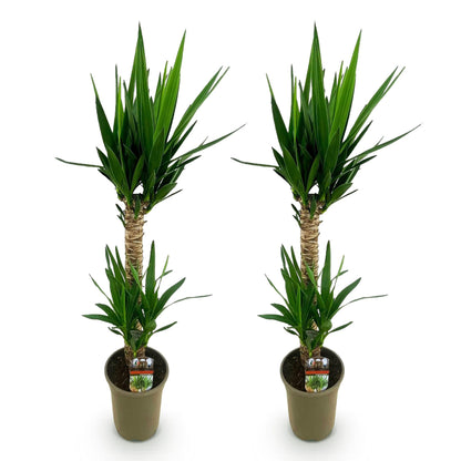 Yucca Elephantipes – 120cm – ø19cm – Pflegeleichte Palmlilie mit schmalen Blättern – Robuste Zimmerpflanze für helle & halbschattige Räume – Elegante Grünpflanze für Wohnzimmer & Büro 