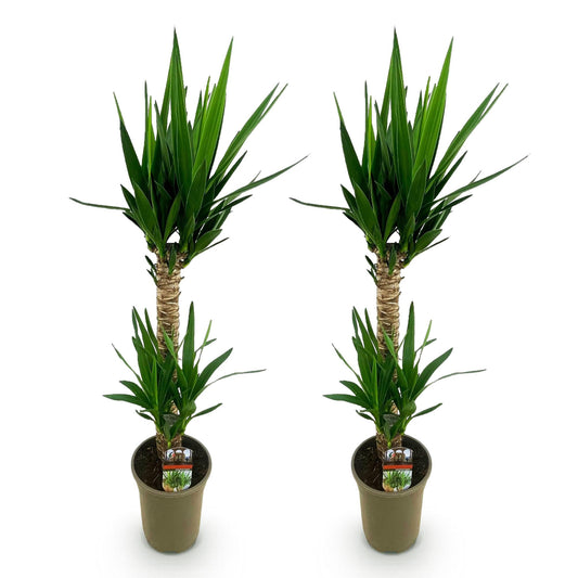 Yucca Elephantipes – 120cm – ø19cm – Pflegeleichte Palmlilie mit schmalen Blättern – Robuste Zimmerpflanze für helle & halbschattige Räume – Elegante Grünpflanze für Wohnzimmer & Büro 