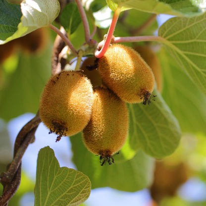 Obstpflanzen Grüne Kiwi 'Jenny' & Goldene Kiwi – 2 Pflanzen – 15cm – Höhe 50cm – Süße, vitaminreiche Früchte – Pflegeleicht & winterhart