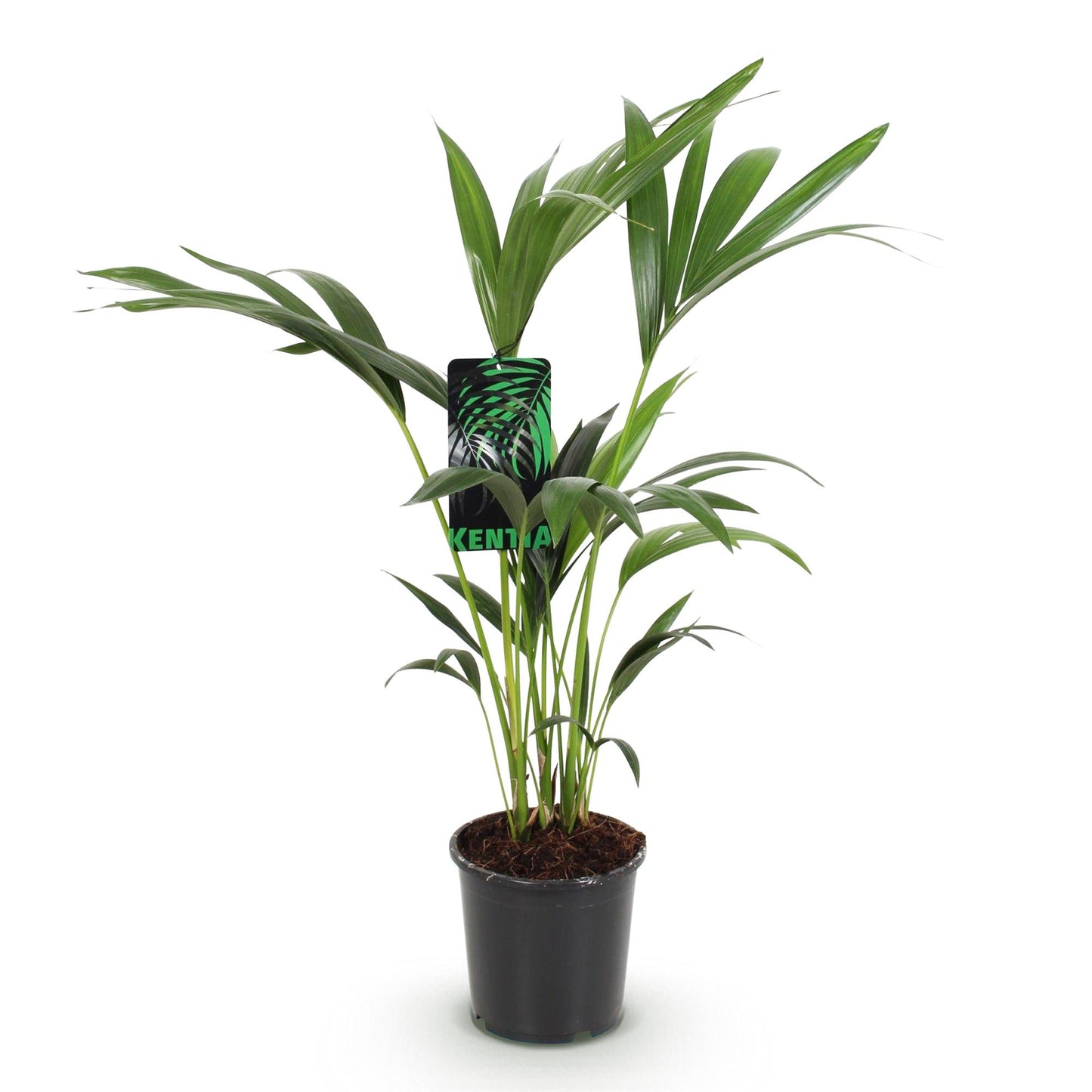 Howea Forsteriana – Kentia-Palme – 70–75cm – 17cm – Pflegeleichte Zimmerpalme mit eleganten Wedeln – Tropische, luftreinigende Grünpflanze für moderne Innenräume 