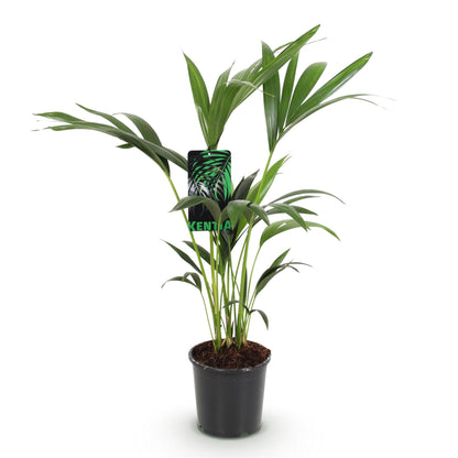 Howea Forsteriana – Kentia-Palme – 70–75cm – 17cm – Pflegeleichte Zimmerpalme mit eleganten Wedeln – Tropische, luftreinigende Grünpflanze für moderne Innenräume 