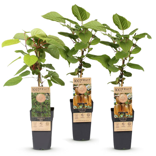 Green boutiQ - Fruit plant - Actinidia Weiki & Hayward - Kiwi plant - 1 Male - 2 Female - Plants - Green - Pot 15cm - Height 50cm 