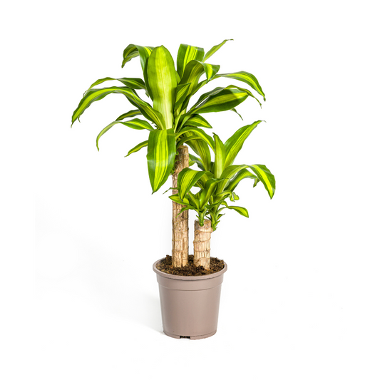 Drachenbaum - Dracaena Fragrans Massangeana - Zimmerpflanze - Ø19cm - ↕70 - 90cm
