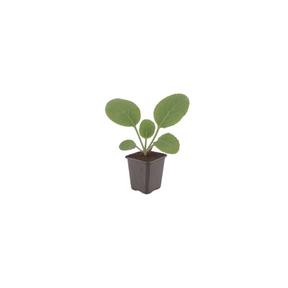 Schusterblume Bergenia cordifolia – 48 Pflanzen – 10-25cm – Ø9cm – Immergrüne Staude mit rosa Blüten – Winterharte Gartenpflanze für Beet, Schatten & Bodendecker