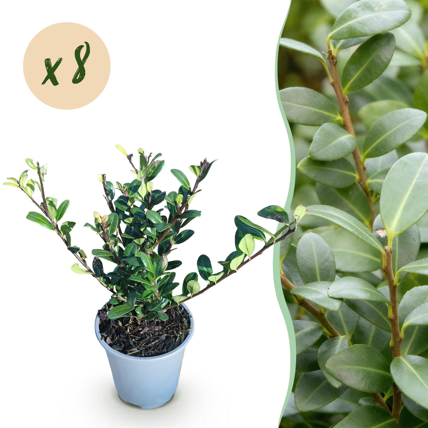 GreenboutiQ - Heckenpflanzen - Ilex crenata Caroline Upright - Blatt Grün - 8 Pflanzen - 1 Laufender Meter - Immergrün - Topf 9cm Höhe 25-30cm 