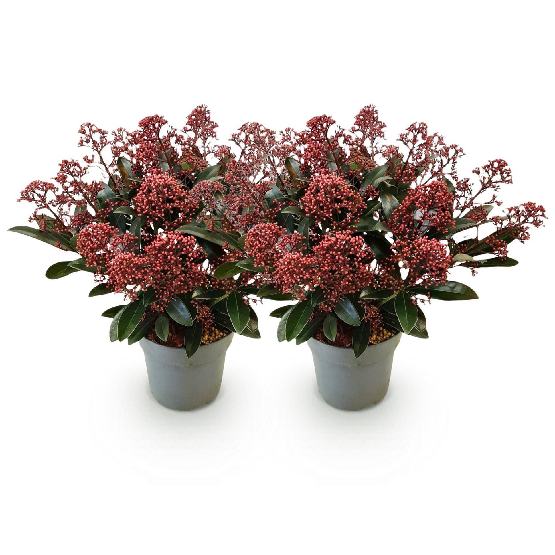 GreenboutiQ - Terrassenpflanze - Skimmia japonica Rubella - Blüte Rot - 15+ Blumen - 2 Pflanzen - Winterhart - Topf 15cm Höhe 30cm 