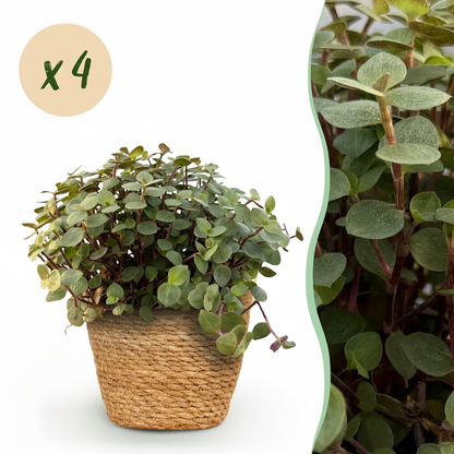 Green boutiQ - Zimmerpflanze - Calissia repens - Katzengras - Haustierfreundlich - Grün - 4 Pflanzen - mit Korb - Topf 12cm - Höhe 17-20cm 