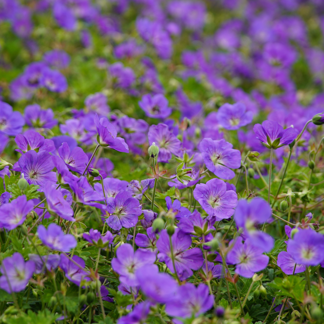 Geranium Azure Rush – 6 Pflanzen – Ø9cm – Höhe 10-25cm – Winterharte Staude – Hellblaue Blüten – Bodendecker für Beet, Steingarten & Kübel