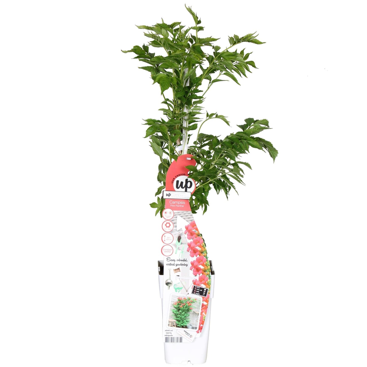 Campsis 'Pink Panther' – Trompetenblüte Dunkelrosa – Kletterpflanze – Sommerblühend – Für sonnige Standorte im Garten – Bienenfreundlich – Winterhart 