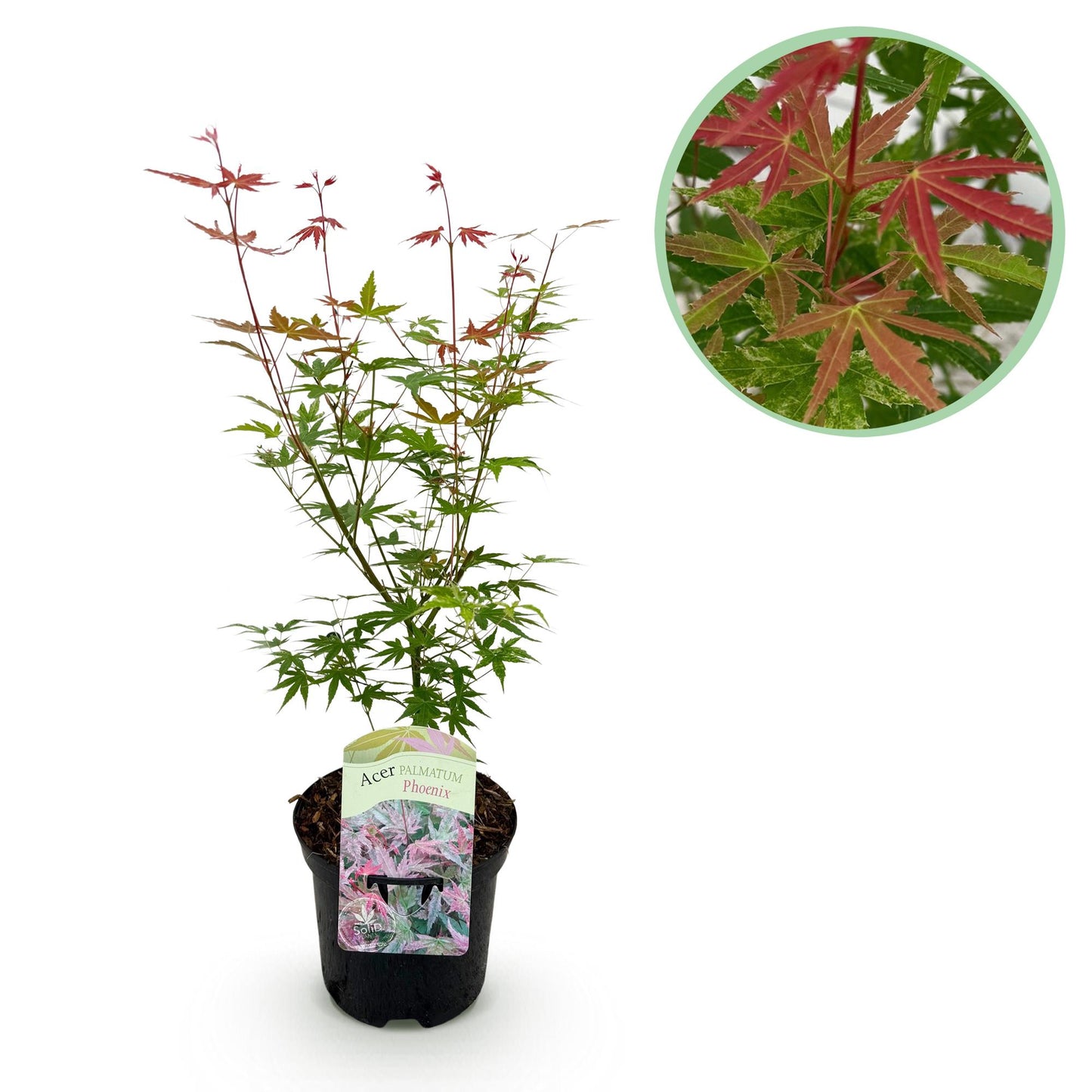 Japanischer Ahorn Acer palmatum 'Phoenix' – Rosa-Rot – Balkon- & Gartenpflanze – Ø19 cm Topf – Ca. 70 cm hoch – Handförmiges Laub mit intensiver Herbstfärbung