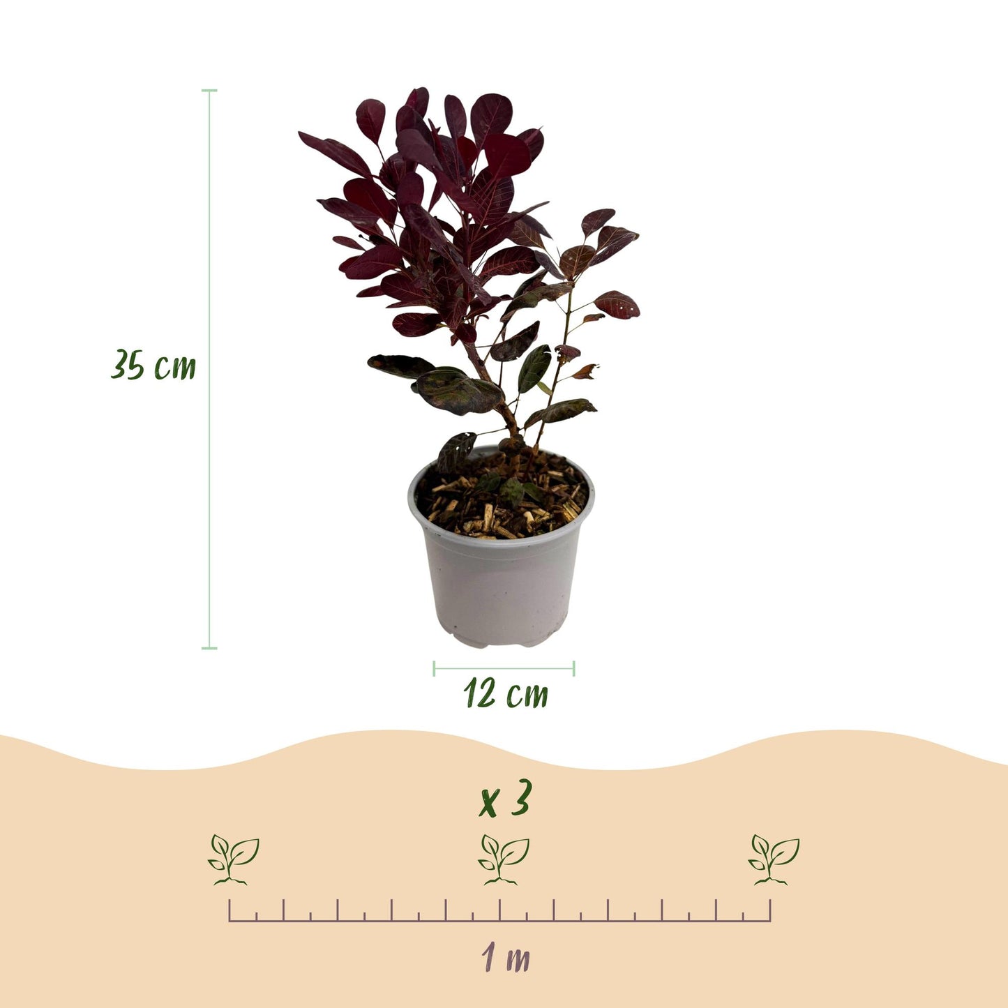 GreenboutiQ - Gartenpflanze - Cotinus coggyria Lilla - Lila 1 Pflanze - Laubabwerfend - Wenig Pflege - Topf 12cm Höhe 35cm 