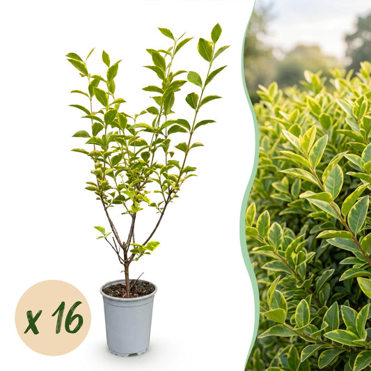 Buntblättriger Liguster – Ligustrum ovalifolium 'Aureum' – 16 Heckenpflanzen – Topf Ø9cm – Höhe 35-45cm – Winterhart & immergrün