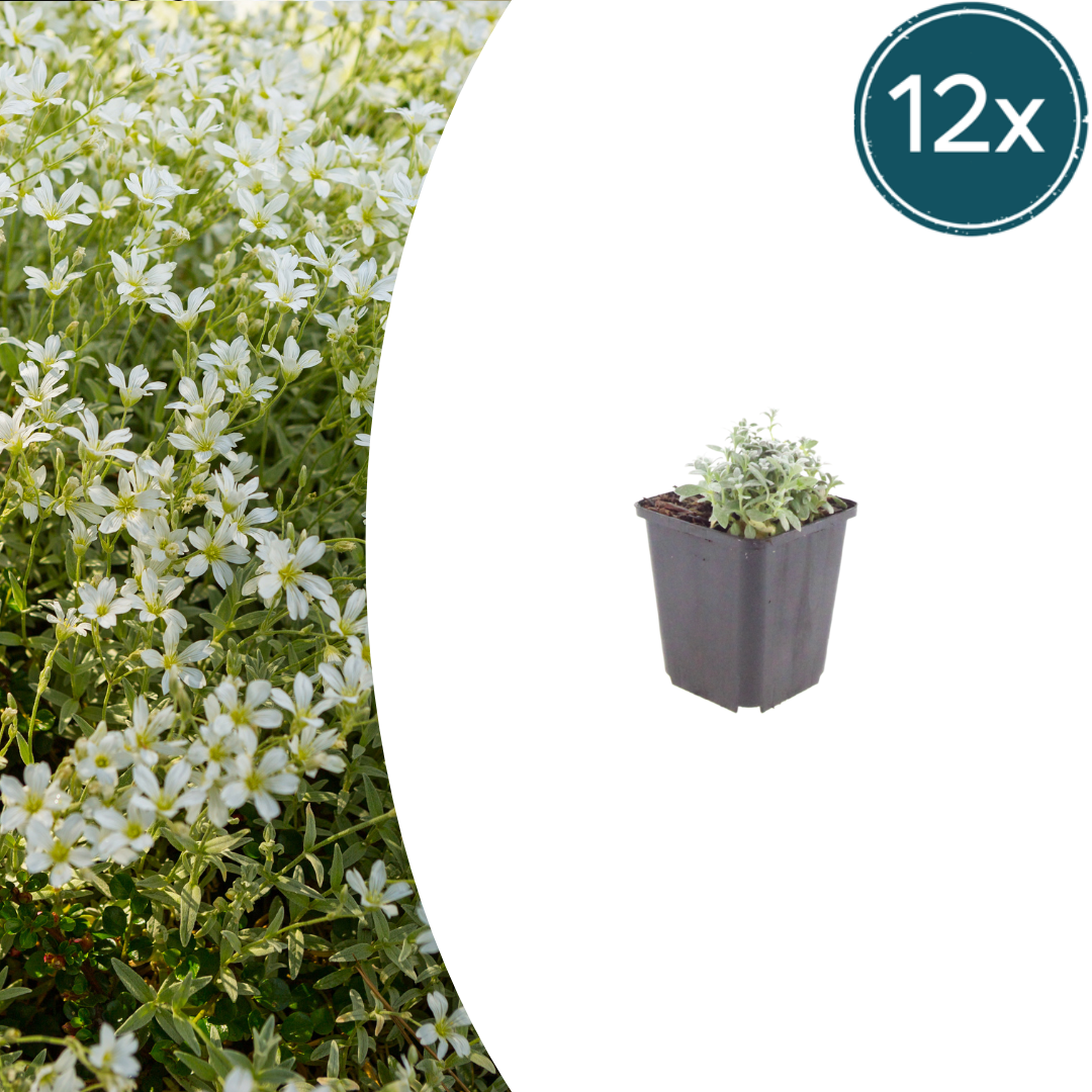Filziges Hornkraut Cerastium tomentosum – 12 Pflanzen – Teppichbildende Staude für sonnige Standorte – Bodendecker für Steingarten & Beet – 10-25cm – Ø9cm – Winterhart