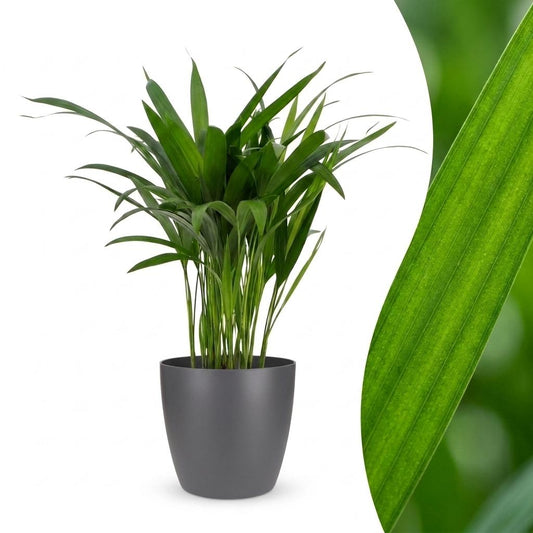 Areca-Palme – Goldfruchtpalme – Dypsis lutescens – Topf Ø12cm – Höhe 45cm – mit grauem Dekotopf
